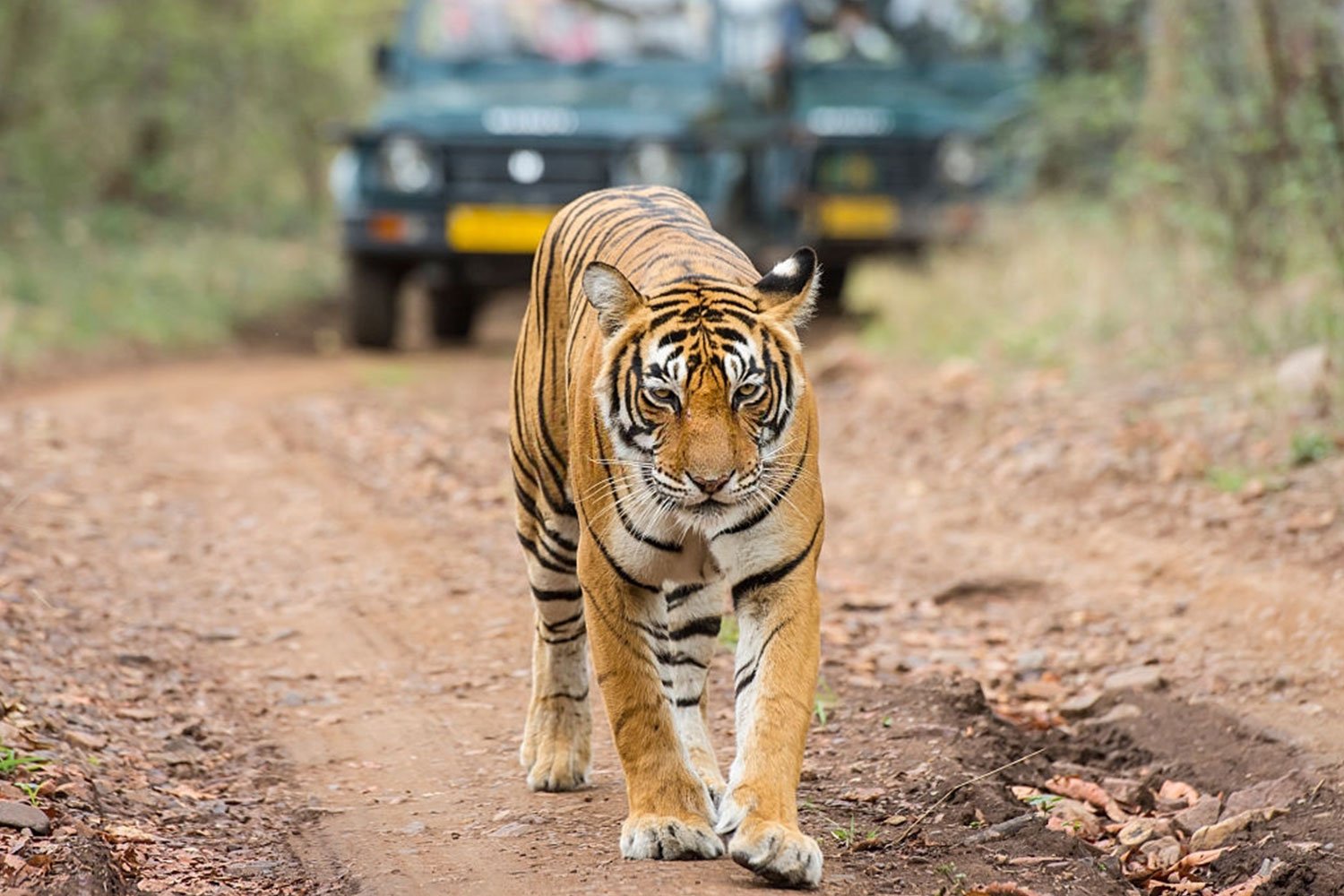 Chambal Bharatpur And Ranthambore Tour - Indian Wild Journey