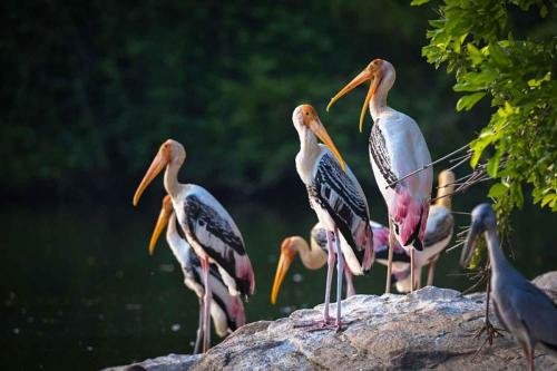 Painted Stork Sultanpur