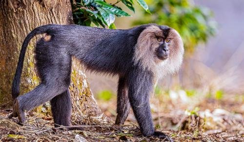 Northern Indian Mamals